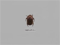 藏品(紫豔白點花金龜)的圖片